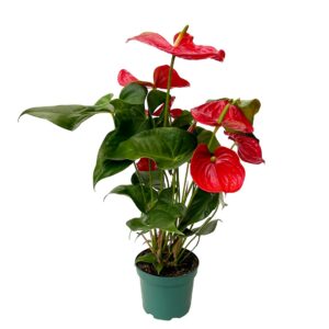 Antúrio - Anthurium andraeanum (vaso 17cm)