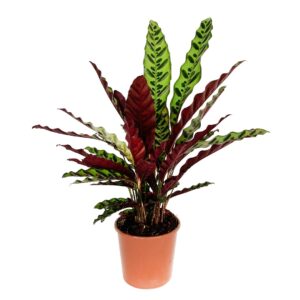 Calatéia Lancifólia - Calathea lancifolia (vaso 14cm)
