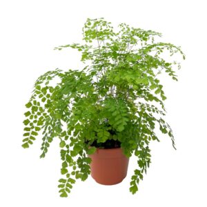 Avenca - Adianthum fragans (vaso 17cm)