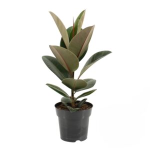 Ficus Robusta - Ficus elastica 'Robusta' (14 cm pot)