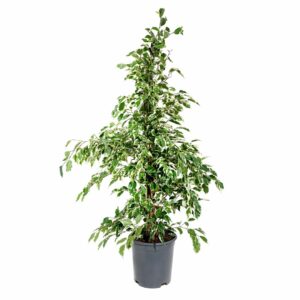 Ficus Twilight - Ficus benjamina 'Twilight' (17cm pot)