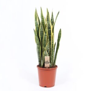 Snake Plant Bárbara - Sansevieria trifasciata 'Laurentii' (21 cm pot)