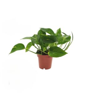 Golden Pothos - Scindapsus aureus (12cm pot)