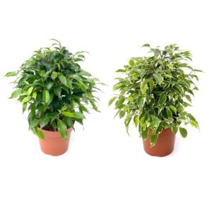 Ficus benjamina or Ficus benjamina 'Golden King' (1 unit, 12 cm pot)