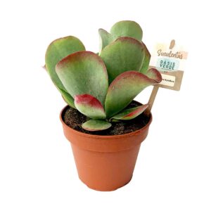 Suculenta Kalanchoe Thyrsiflora (vaso 14cm)