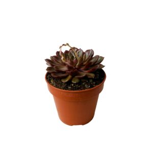 Suculenta Echveria 'Mina' (vaso 14cm)