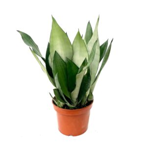Espada Prateada - Sansevieria trifasciata 'Moonshine' (vaso 14cm)