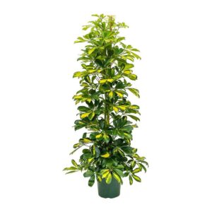 Cheflera - Schefflera arboricola 'Gold Capella' (vaso 20cm)