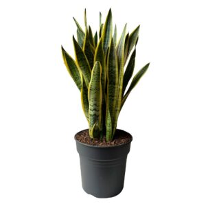 Snake Plant Bárbara - Sansevieria trifasciata 'Laurentii' (30 cm pot, 1 m tall)