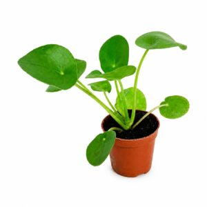Chinese Money Plant - Pilea peperomioides (13cm pot)