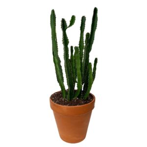 Cacto Candelabro -  Euphorbia eritrea (vaso 24cm)