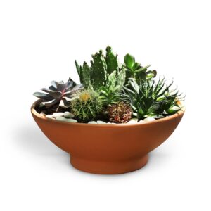Taça com Cactos e Suculentas (35cm diâmetro)