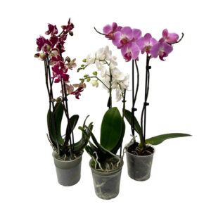 Moth Orchid - Phalaenopsis 'Tak Cities' (12cm pot)