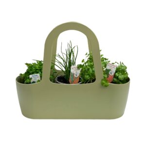 Aromatic Herbs Basket 'Good Companions' - Pack1 Parsley + Chives + Coriander (green)