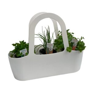 Aromatic "Boas Companheiras" Bag - Pack 1 Parsley + Chives + Coriander (white)