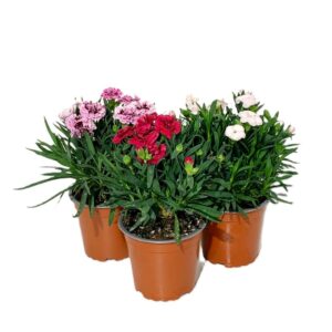 Kit 3 Cravinas Surpresa (3x vaso 12cm)