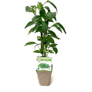 Padrón Pepper - Capsicum annuum L. (12cm pot)