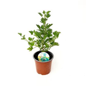 Lemon Pelargonium - Pelargonium x citriodorum (12cm pot)