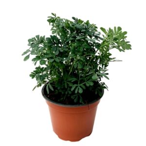 Rue - Ruta graveolens (12cm pot)