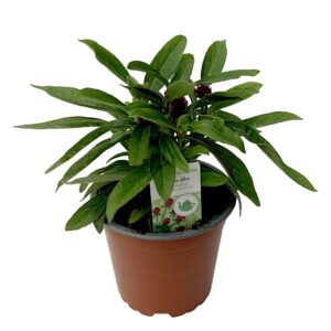 Perpétua Roxa - Gomphrena globosa (vaso 12cm)