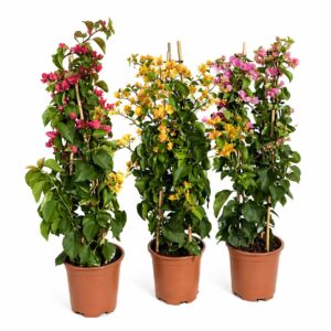 Bougainvillea - Bougainvillea sp. (1 unit, 17 cm pot)