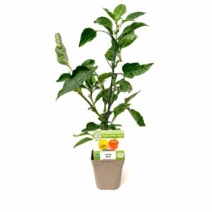 Pimento-doce - Capsicum annuum 'Liberty Belle' (vaso 12cm)