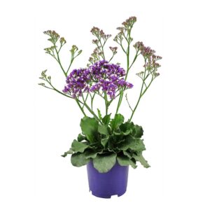 Statice - Limonium sinuatum (19cm pot)
