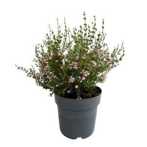 Borónia - Boronia crenulata (vaso 21cm)