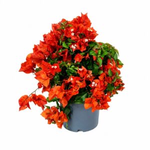 Buganvília - Bougainvillea sp. (vaso 19cm)