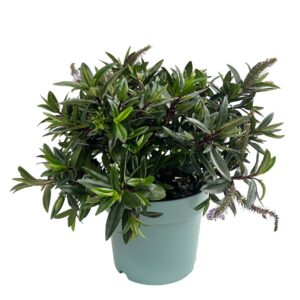 Hebe - Hebe hebedonna (vaso 21cm)
