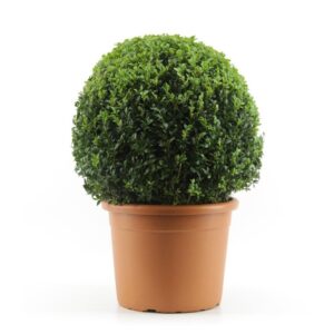 Buxo - Buxus sempervirens (vaso 21cm)