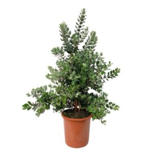 Metrosidero - Metrosideros excelsa (22cm pot)