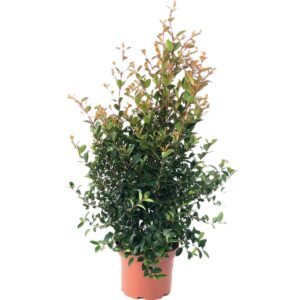 Eugenia - Eugenia myrtifolia 'Newport' (19cm pot)