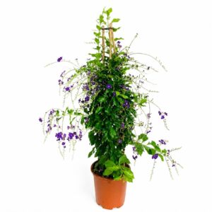 Blue Duranta - Duranta repens (17cm pot)