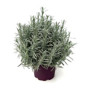 Lavender - Lavandula angustifolia (19 cm pot)