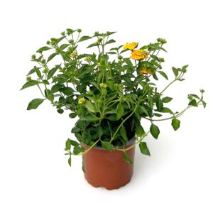 Lantana - Lantana montevidensis (10.5cm pot)