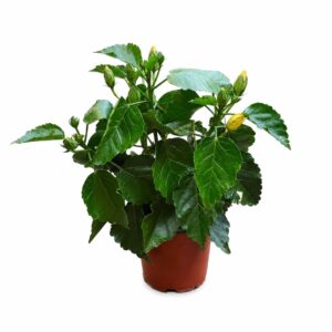 Hibiscus - Hibiscus rosa-sinensis L. (12 cm pot)