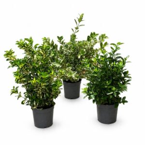 Evónimo do Japão - Euonymus japonicus (1und, vaso 20cm)