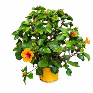 Hibisco - Hibiscus rosa-sinensis 'Petit Graff' (vaso 17cm)