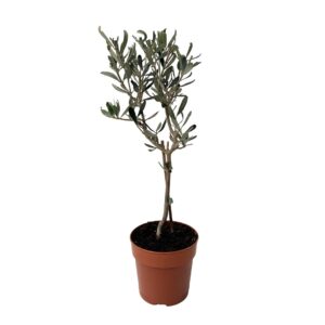 Olive Tree - Olea europea (12cm pot)