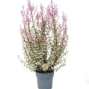 Hemizygia - Hemizygia sp (17 cm pot)