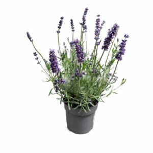 Alfazema - Lavandula angustifolia (vaso 14cm)