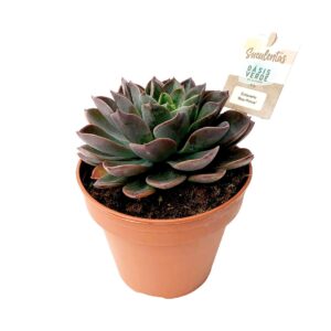 Suculenta Echeveria 'Blue Prince' (vaso 14cm)