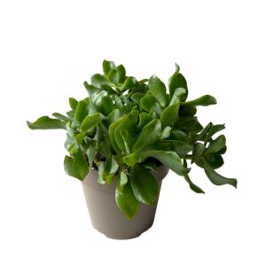 Suculenta Crassula Arborescens (vaso 14cm)