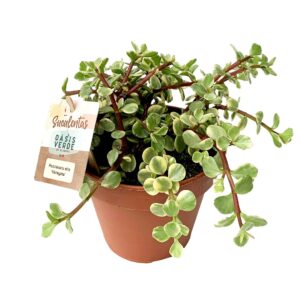 Suculenta Portulacaria afra 'Mediopicta' (vaso 14cm)