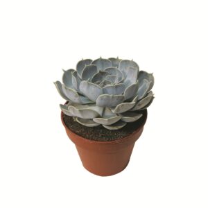 Suculenta Echveria Lilacina (vaso 14cm)