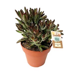 Suculenta Kalanchoe tomentosa 'Nigra' (vaso 14cm)