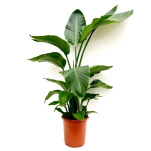 Giant Bird of Paradise - Strelitzia nicolai (21cm pot)