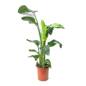 Giant Bird of Paradise - Strelitzia nicolai (24cm pot)