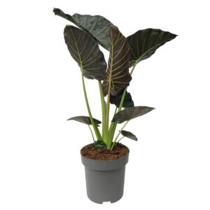 Alocasia Regal Shields - 32cm Pot